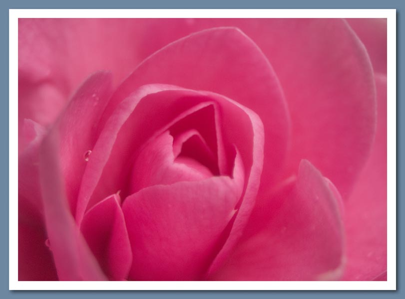 Camellia
