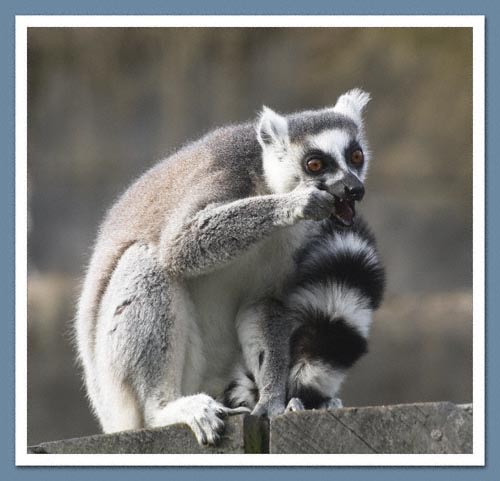 Ring Tailed Lemur