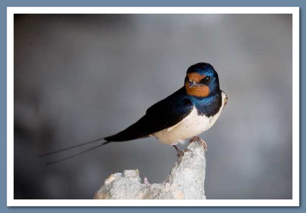 Swallow