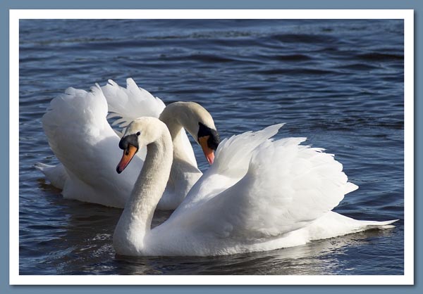 Swans3